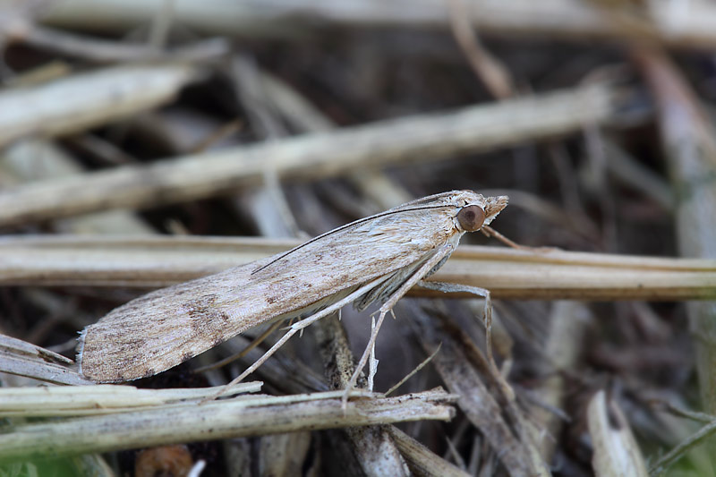 Piccola falena da identificare: Nomophila noctuella - Crambidae